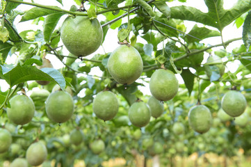 Lots of raw and fresh passion fruit in garden, passion fruit farm