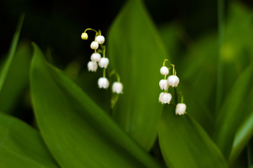 Lily of the valley (Convall&aacute;ria) flower in the spring forest. Beautiful may-lily blooming in the garden.