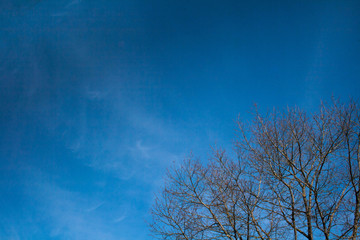 tree branches on blue sky