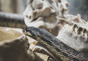 Deadly American Kingsnake on the background of the old skull