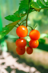 Ripe tomatoes growing on a branch