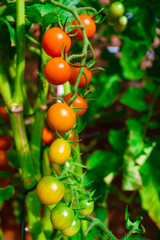 tomatoes grown in a greenhouse