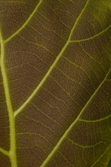 Close up on green leaf texture