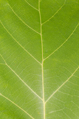 Close up on green leaf texture background