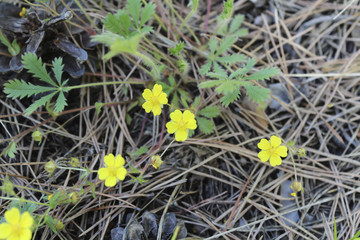 Texture with yellow flowers