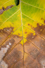 Autumn leaves close-up