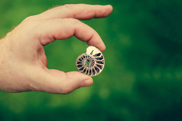 ammonite ancient fossil. ammonite substituted by pyrite. fossil mollusk