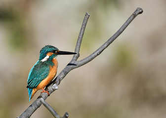 止まり木のカワセミ