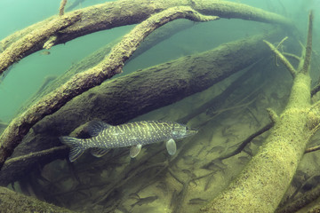 Freshwater fish Northern pike (Esox lucius) in the beautiful clean pound. Underwater shot with nice bacground and natural light. Wild life animal. Underwater world.