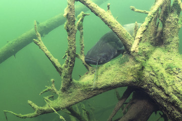 Freshwater fish European Catfish (Silurus glanis) in the beautiful clean river. Underwater shot of...