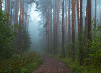 road to forest with fog