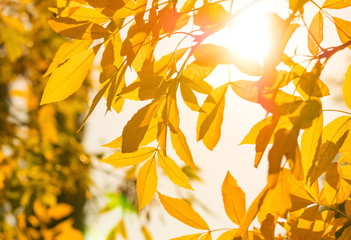 Naklejka na ściany i meble Autumn nature background with golden leaves in sunny day