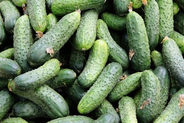 green cucumbers for salad