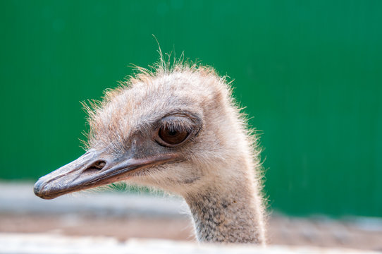 Ostrich head close-up