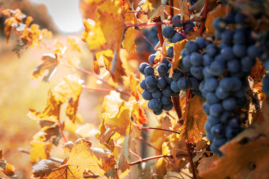 Cantina Bilder Durchsuchen 7,960 Archivfotos, und