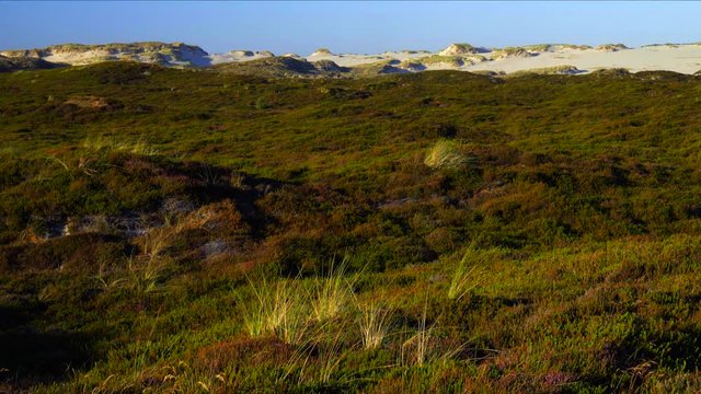 Sylt D&uuml;nen Landschaft - Wanderd&uuml;nen Lister Ellenbogen
