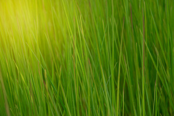 Green grass background with yellow sunlight on morning