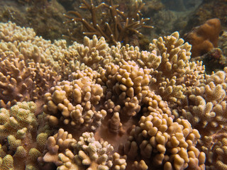 Naklejka na ściany i meble Soft coral found at coral reef area at Tioman island, Malaysia