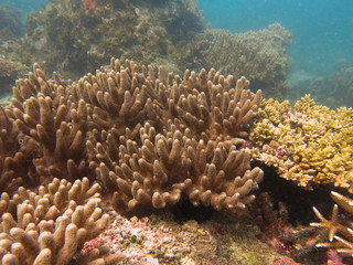 Fototapeta na wymiar Soft coral found at coral reef area at Tioman island, Malaysia