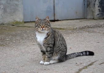 Gray cat with a white breast sits on the street