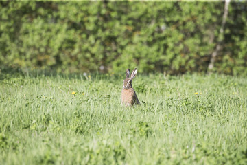 Wild Hare Lepus Europaeus Close-Up On Green Background.