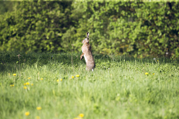 European hare Lepus europaeus running in its natural habitat