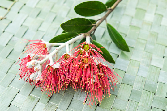 New Zealand Christmas Tree or Pohutukawa flower on woven flax kete background - kiwiana xmas theme