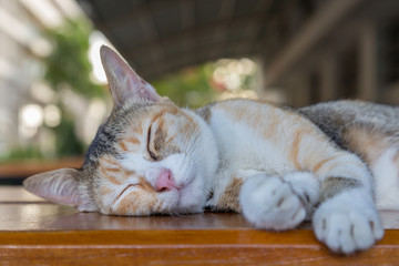 sleepy kitten cat lying on the table with green bokeh