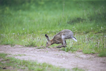 Obraz na płótnie Canvas European hare Lepus europaeus running in its natural habitat