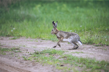 European hare Lepus europaeus running in its habitat