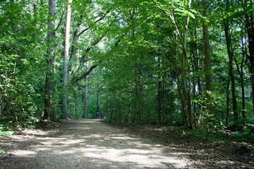 path in the summer forest in sunlight with unrecognized family hiking in background