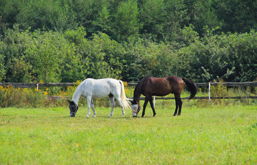Fototapeta na wymiar two horses on the green pasture in summer