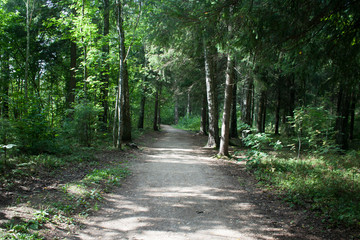 Fototapeta na wymiar path in the summer forest with sunlight front view