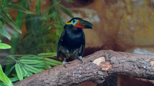 Guiana Toucanet standing on a tree branch.