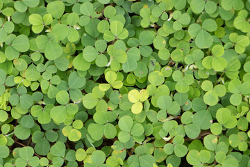 Green Leaves background.Fresh green plant texture in organic garden.closeup natural grass pattern on the ground