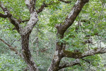 Tronco de Nogal, corteza con musgo y líquenes. Juglans regia.