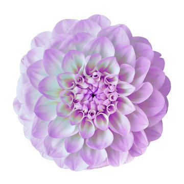 flower amethyst (lilac) white dahlia isolated on white background. Close-up. Nature.
