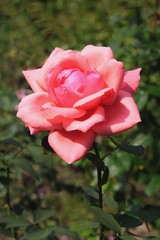 pretty rose on bush close up