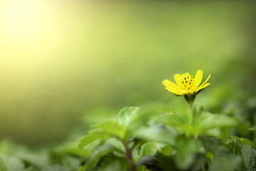 Blooming yellow flower in the morning on beautiful bokeh background