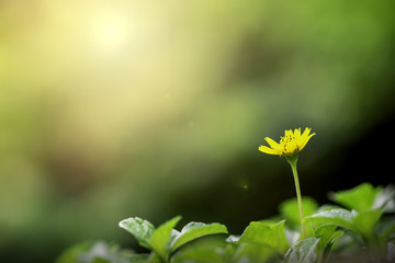 Blooming yellow flower in the morning on beautiful bokeh background