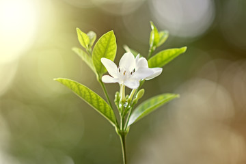 Blooming white flowers in the morning on beautiful bokeh background
