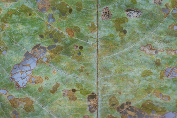 Pests eat green leaves with a hole