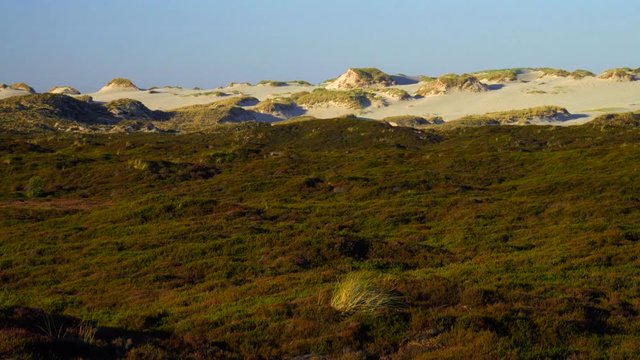 Sylt D&uuml;nen Landschaft - Wanderd&uuml;nen Lister Ellenbogen
