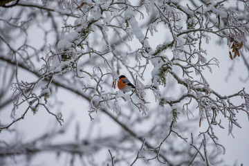 Male red Eurasian bullfinch on snow on tree in winter