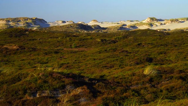 Sylt D&uuml;nen Landschaft - Wanderd&uuml;nen Lister Ellenbogen
