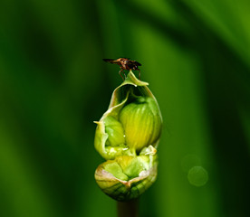 Fly on a flower petal/A small flower is opened to meet the sun. A fly is sitting on the flower petal. Nature, macro, close-up. Russia, Moscow region, Shatura