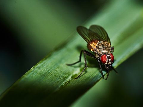 A fly in the grass/Thickets of grass. A fly sits on the grass. Nature, macro, close-up. Russia, Moscow region, Shatura