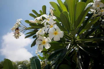 Cercles muraux Frangipanier Frangipani flower white and yellow plumeria on a sunny day with blue sky background  