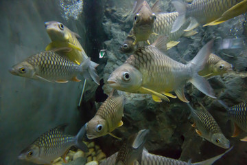 Fish swimming in the aquarium of Thailand
