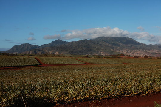 Pineapple field with a mountain and clouds